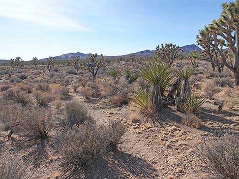 El Dorado Wagon Road Trail