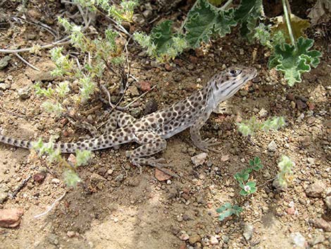 Leopard Lizard