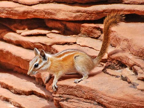 Coyote Gulch