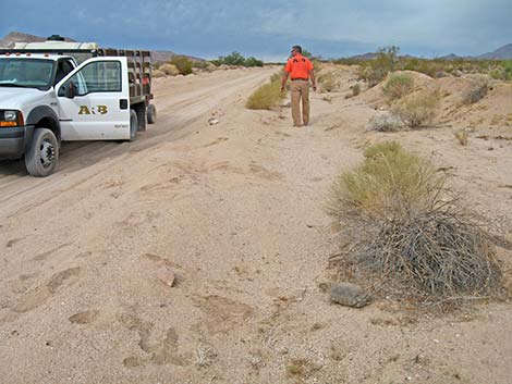 desert tortoise