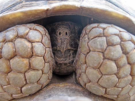 desert tortoise