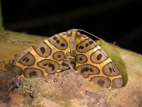 Ecuador