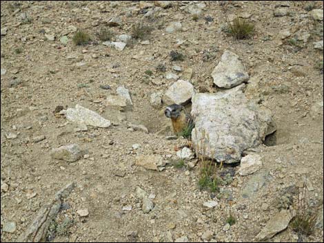 Yellow-bellied Marmot (Marmota flaviventris)