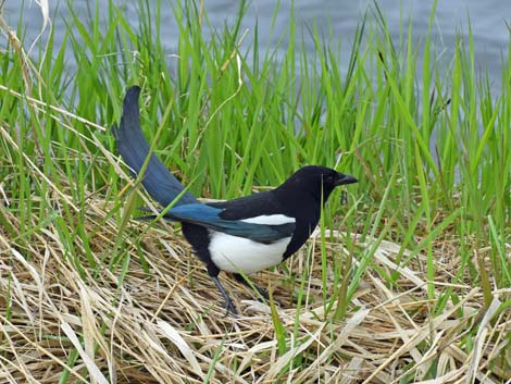 Alaska Birding