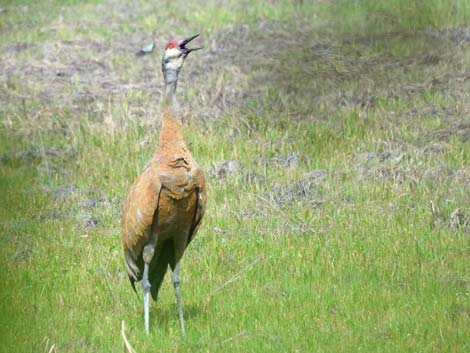 Alaska Birding