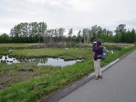 Alaska Birding