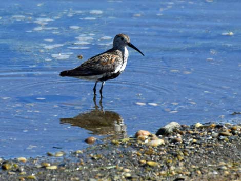 Nome birding