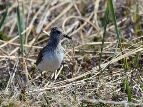 Nome birding