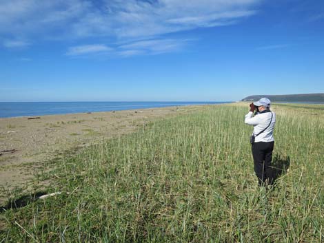 Nome birding