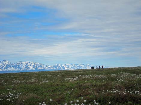 Nome birding