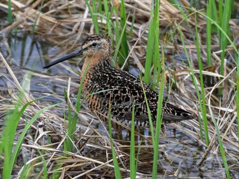 Denali birding