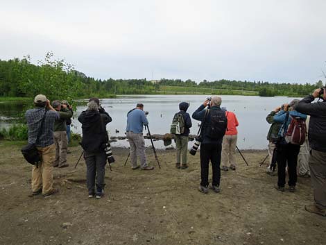 Denali birding