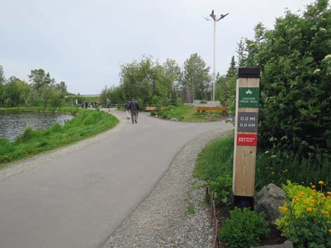 Denali birding