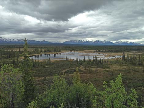 Denali birding