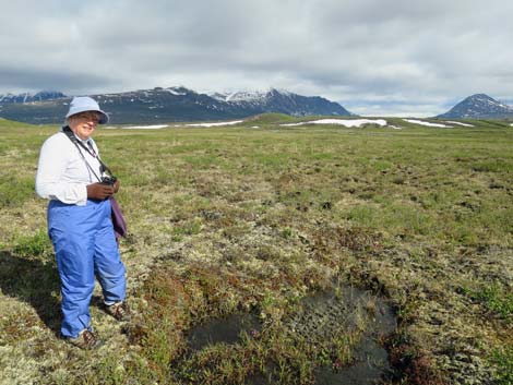 Denali birding