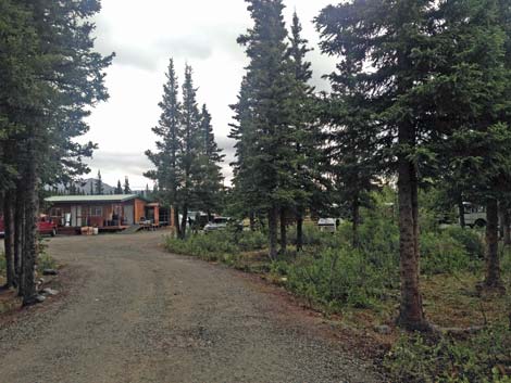 Denali birding