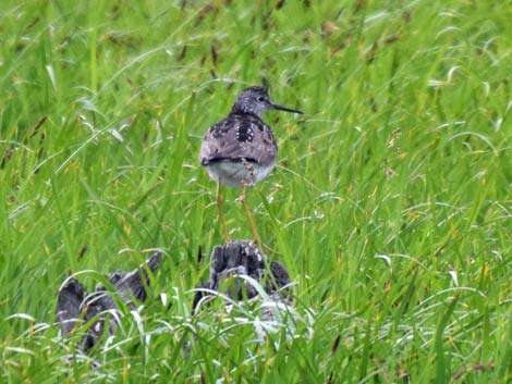 Seward birding