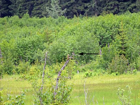 Seward Birding