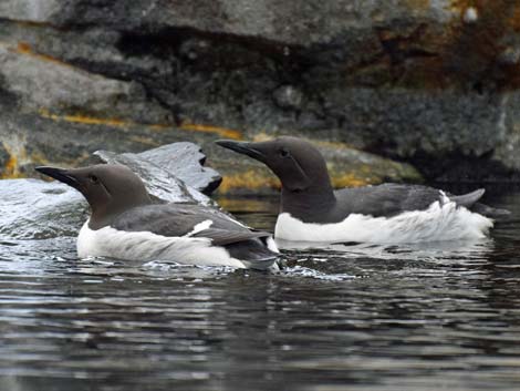 Seward Birding