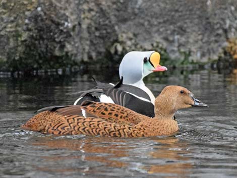 Seward Birding