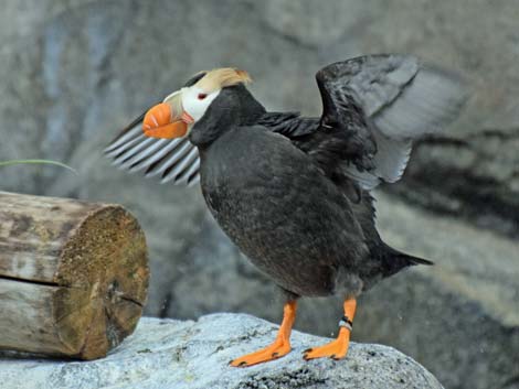 Seward Birding