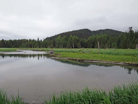 Seward Birding