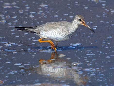 Barrow Birding