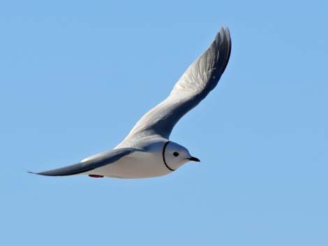 Barrow Birding