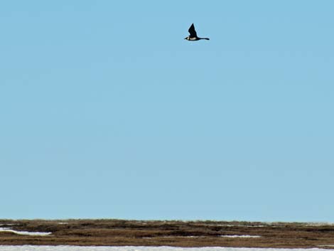 Barrow Birding