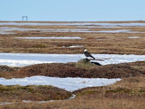 Barrow Birding