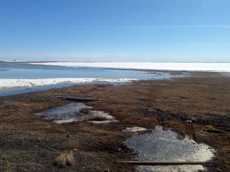 Barrow Birding