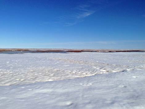 Barrow Birding