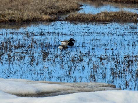 Barrow birding