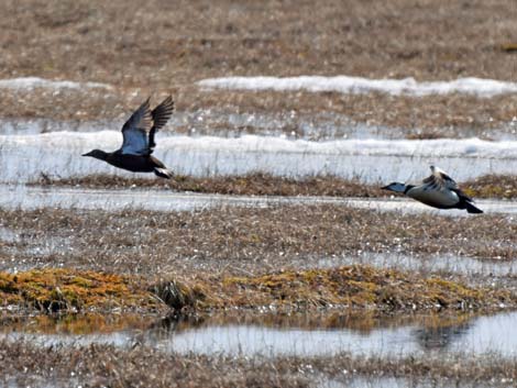 Barrow birding