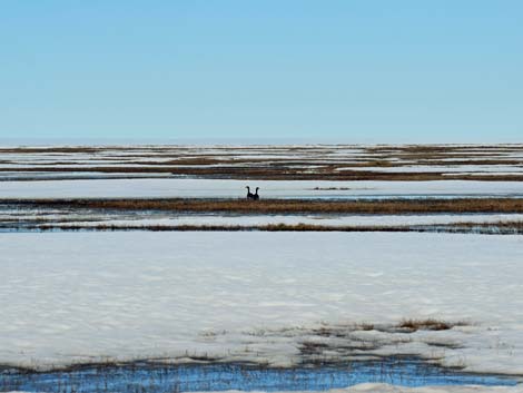 Barrow birding