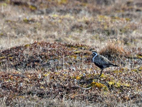 Barrow birding