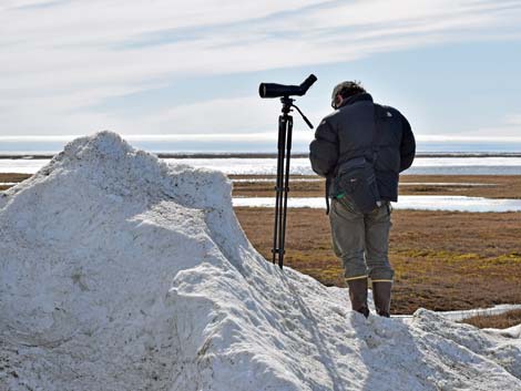 Barrow birding