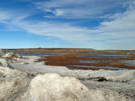 Barrow birding