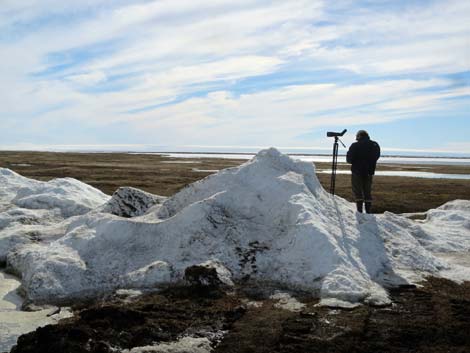 Alaska Birding