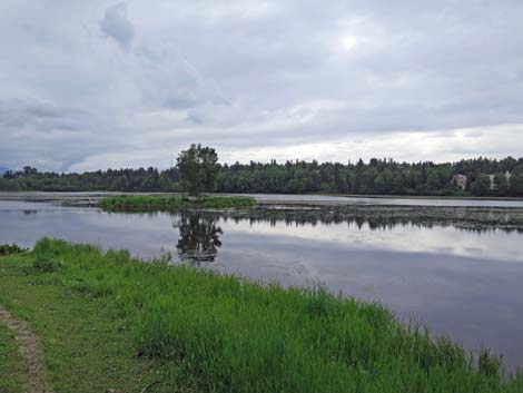 Anchorage birding