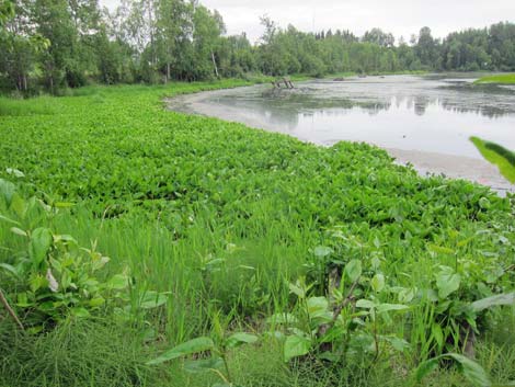 Anchorage birding