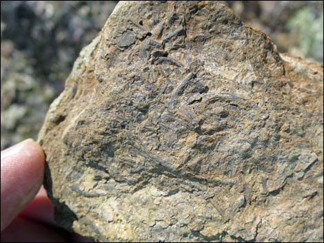 Nopah Trilobite Quarry