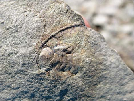 Nopah Trilobite Quarry