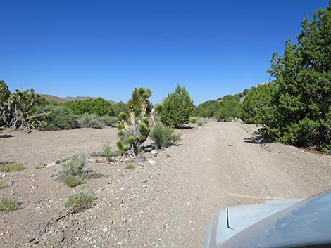 Oak Springs Trilobite Site