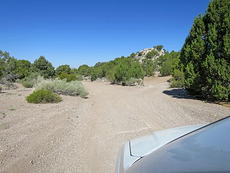 Oak Springs Trilobite Site