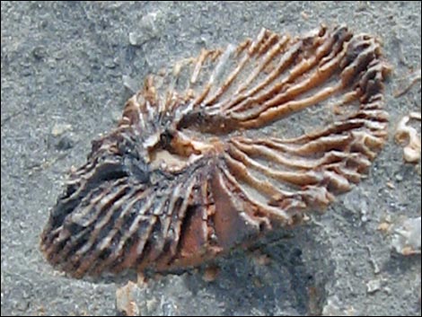 Fossil Coral