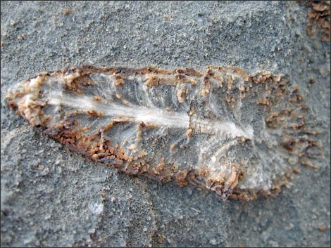 Fossil Coral