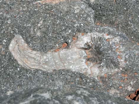 Fossil Coral