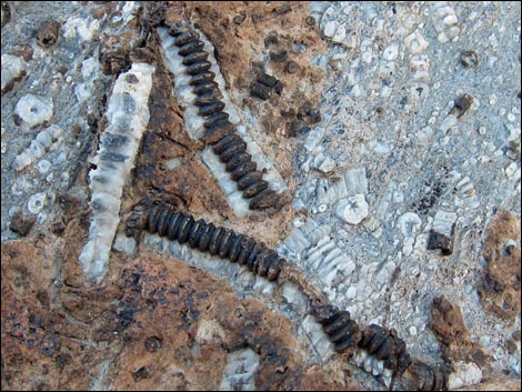 crinoid