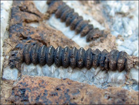 crinoid